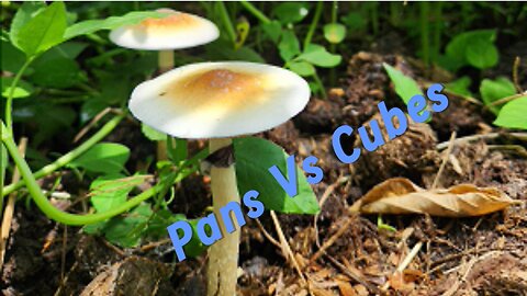 Mushroom Walk Update: Mystery Mushroom Revealed!