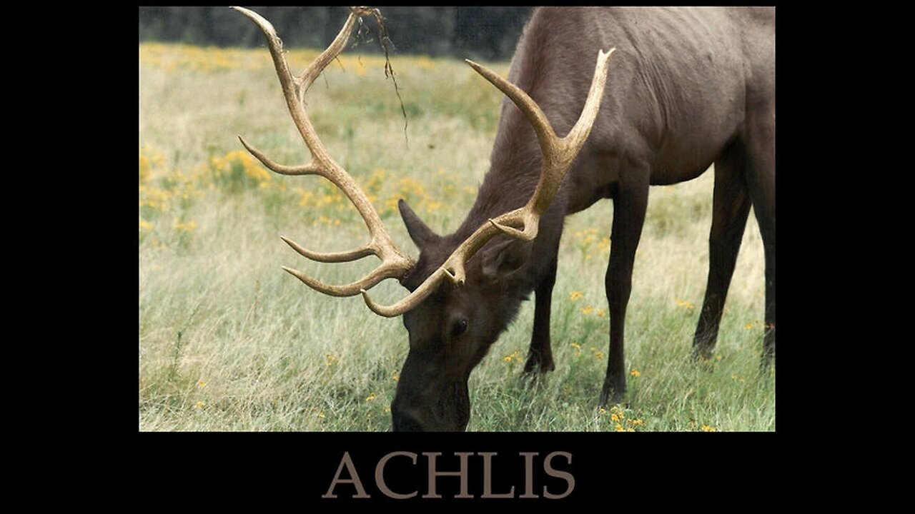Achlis