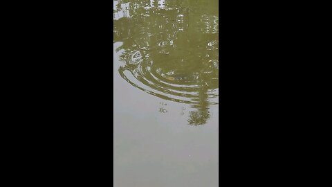 Spring Spawn