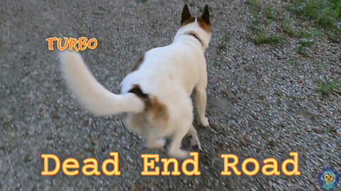 Dead End Road