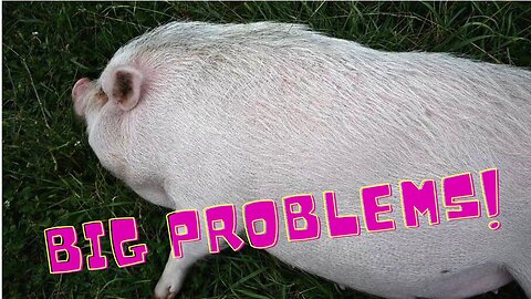 The Problem With Our PIG!