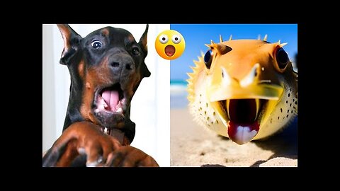 Funny Animal Videos - Comedy Voiceover! #12😹🐶🤣