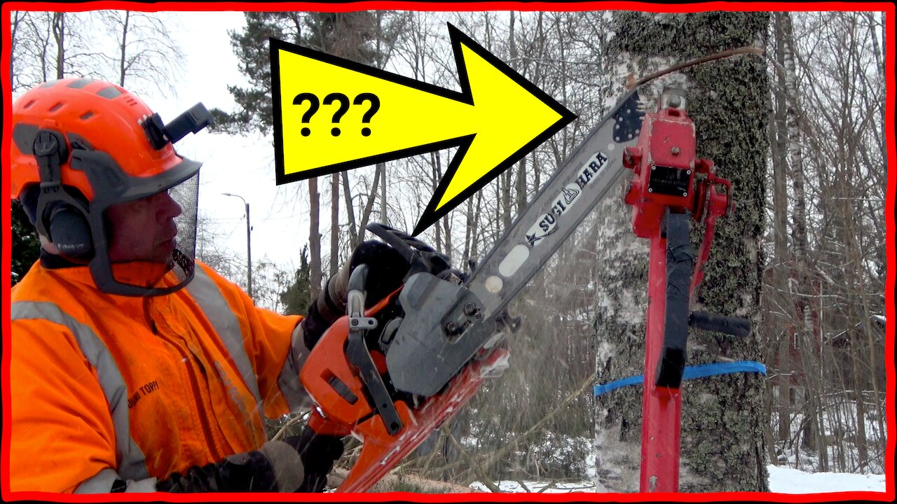 Skinny Birch, Big Risk – Watch Me Tame Tree #3