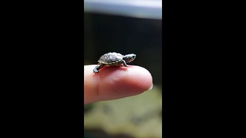 A baby turtle the size of a coin resting on a finger #tinyhands #tinythings #bittle
