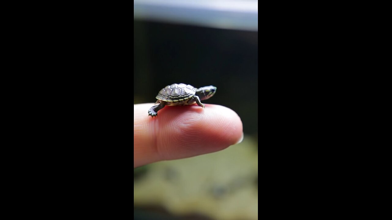 A baby turtle the size of a coin resting on a finger #tinyhands #tinythings #bittle