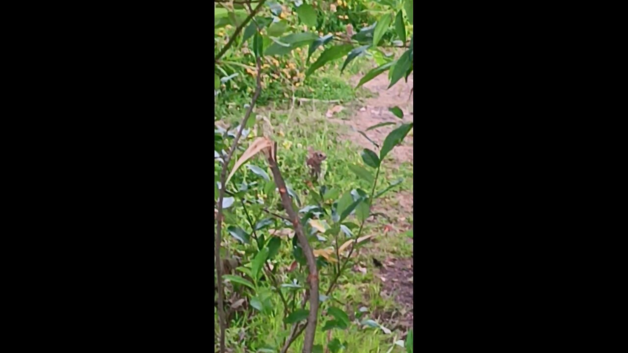 BABY BUNNY 🐰🐇