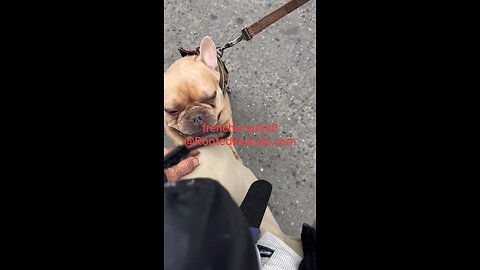 gizmo