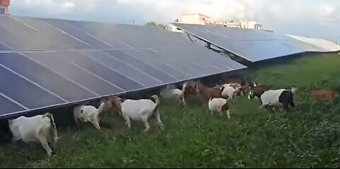 14 - Agrovoltaics and sheeping