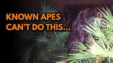 6 Extremely Compelling Bigfoot Photos (And Why They're Real)