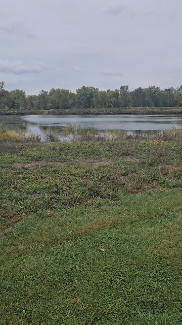 Geese on River Bend Pond
