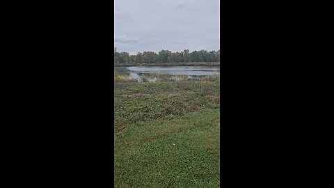 Geese on River Bend Pond