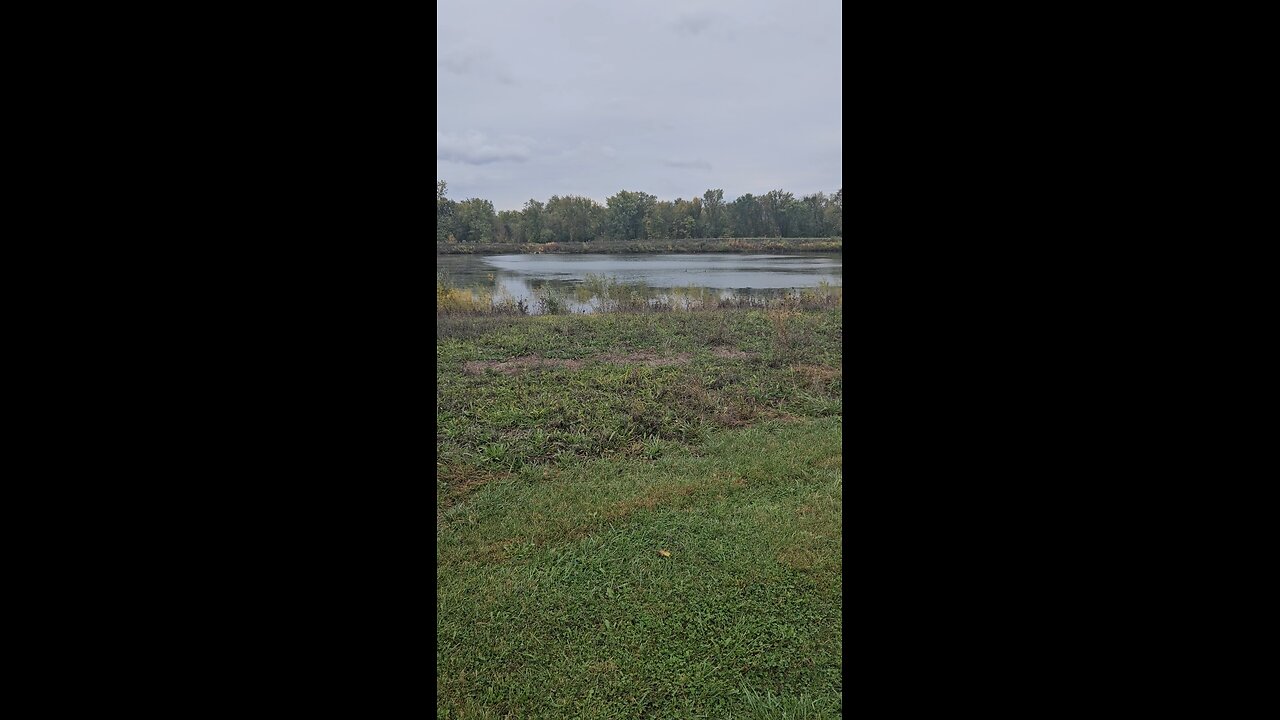 Geese on River Bend Pond
