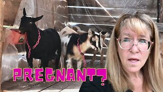 I THINK My LITTLE Goat Is PREGNANT!