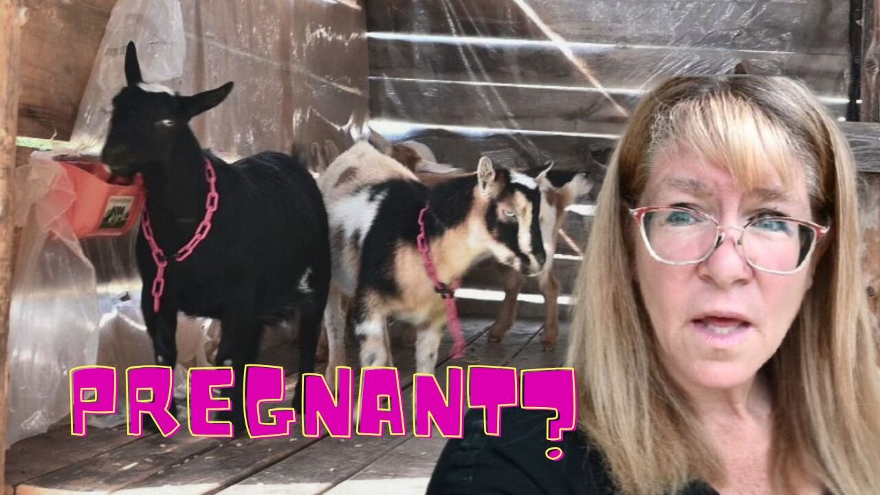 I THINK My LITTLE Goat Is PREGNANT!