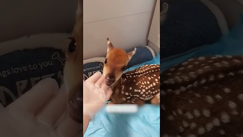 The girl was going to work and she found a surprise guest on the doorstep
