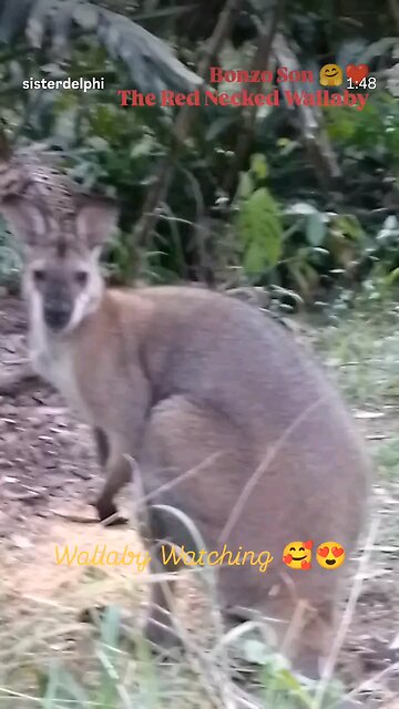 Bonzo Son the Red Necked Wallaby -Wallaby Watching 🥰🤗💕💚🦘😁