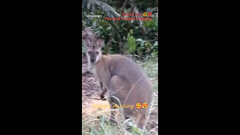 Bonzo Son the Red Necked Wallaby -Wallaby Watching 🥰🤗💕💚🦘😁