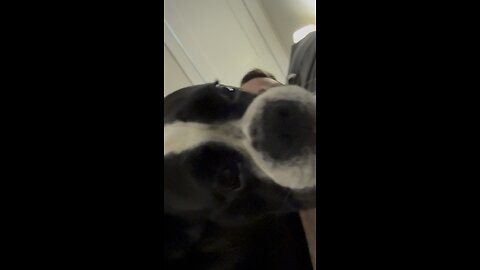 Puppy whines