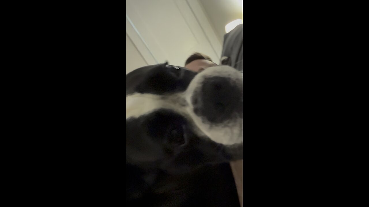 Puppy whines
