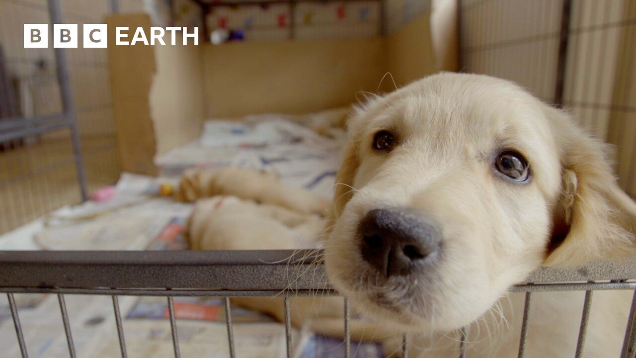 Golden Retriever Puppy Settles into his Forever Home | Wonderful World of Puppies | BBC Earth