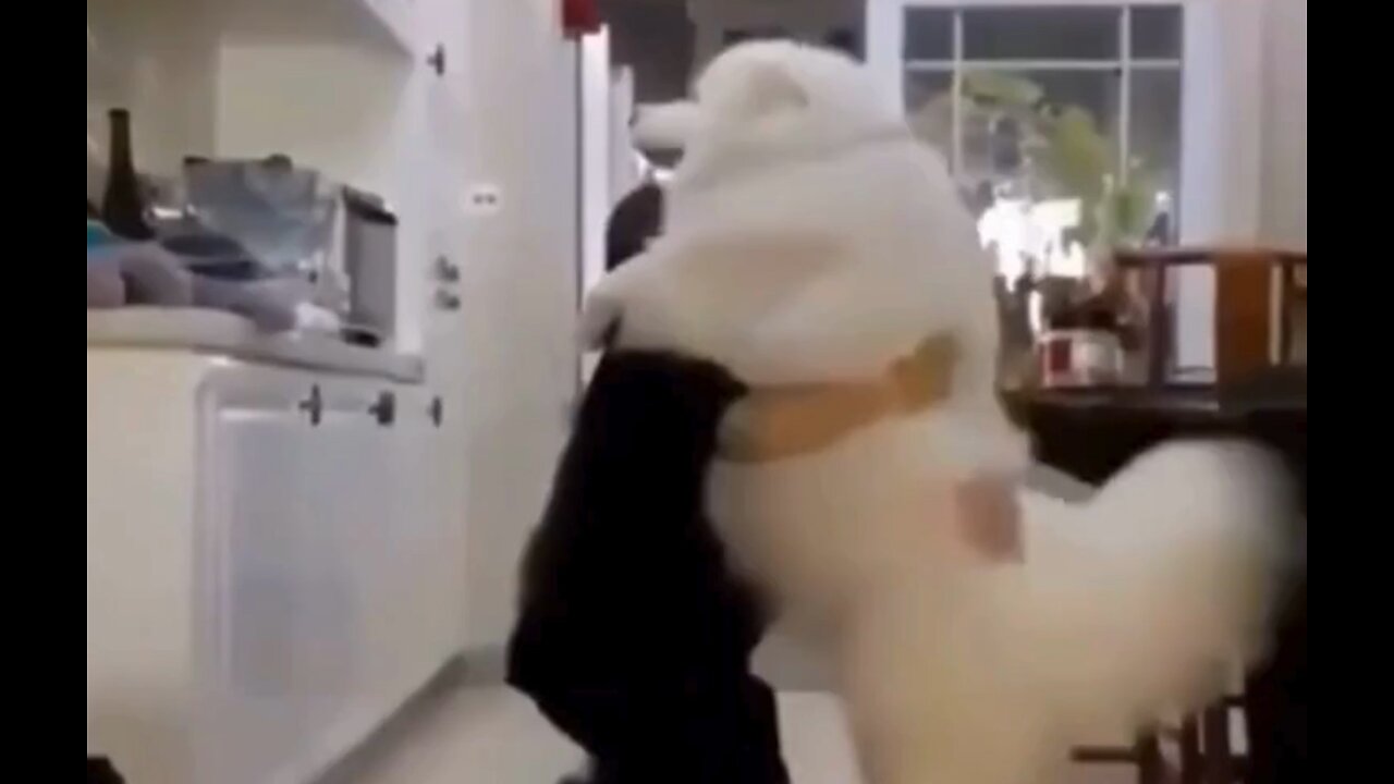 Funny Animals 2025 😂 Best Dogs & Cats Videos That Will Make You Laugh