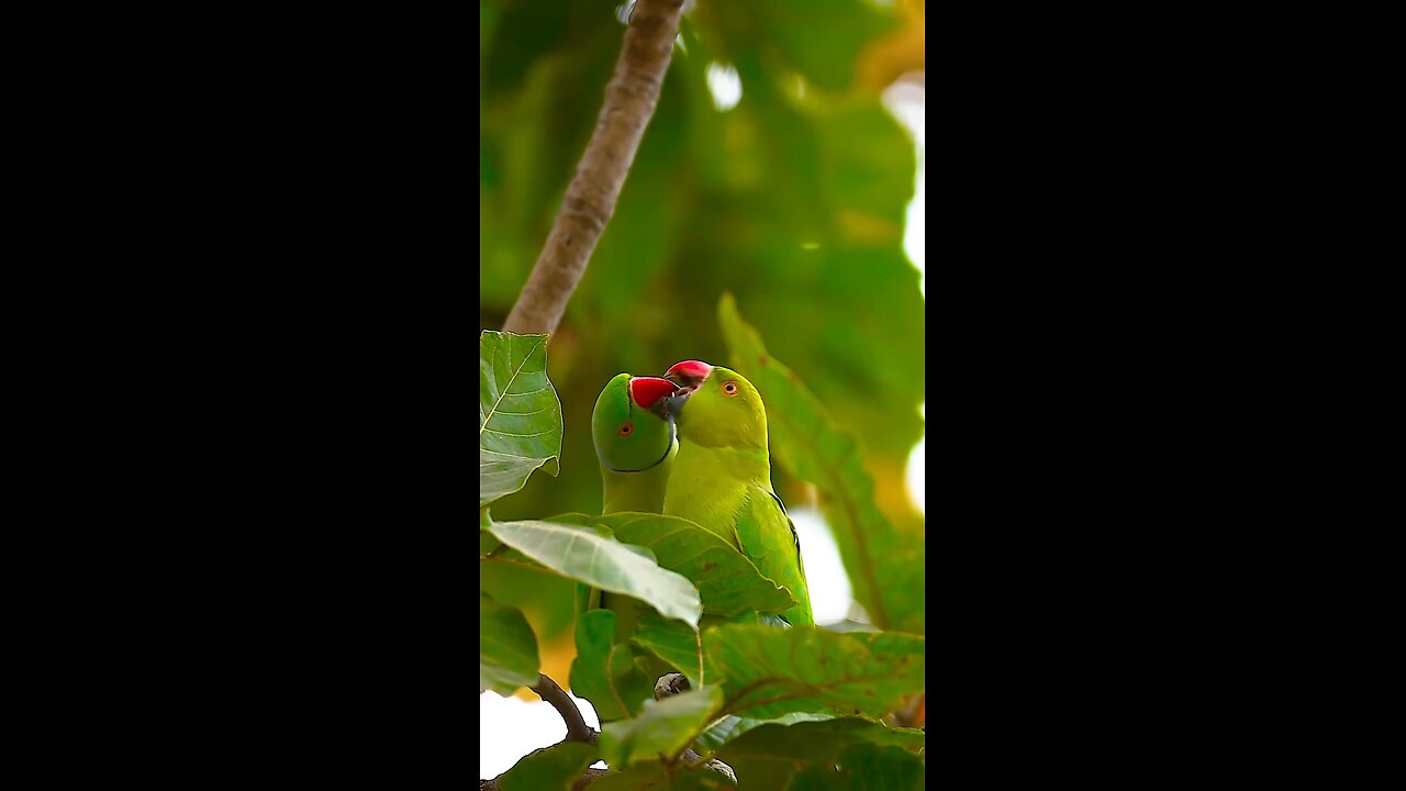 “Most Beautiful Nature Scenery 🌿 | Relaxing Video”
