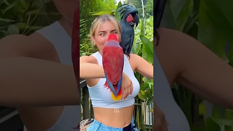 Funny Animals #funnyanimals #animals #pets #shorts