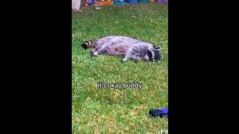Raccoon Eats a Bag of Marijuana Edibles
