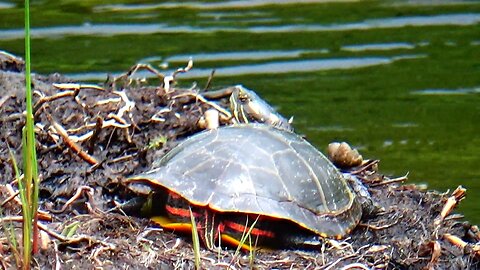 Painted Turtle
