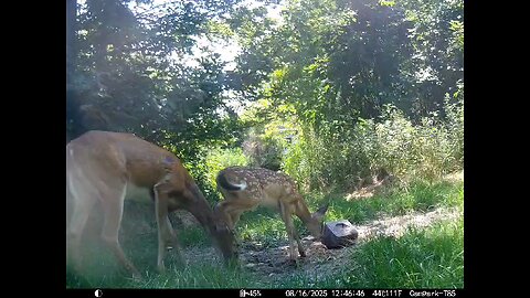Deer Cam 08-16-2025 Doe And Fawn Game Cam Trail Cam