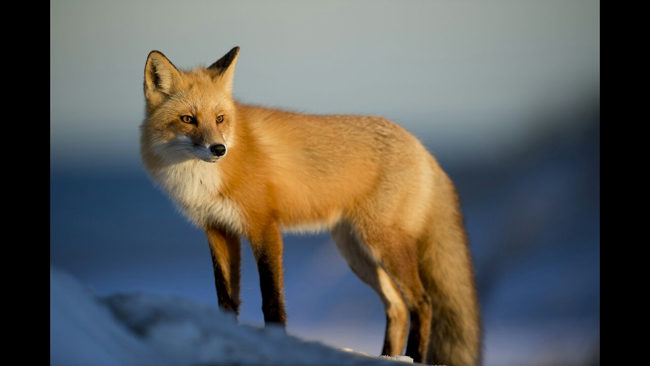 Fox's