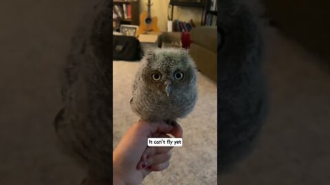 The boy found a souvenir at the school and brought it home