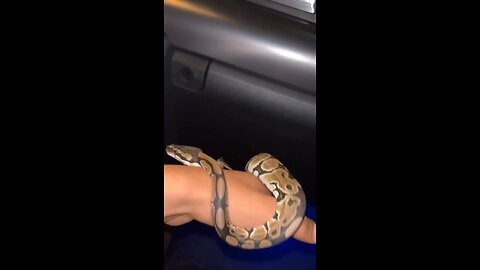 Snake