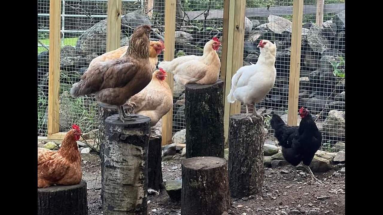 Bird Flu and End Times in the Bible