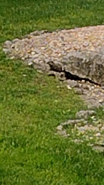 Beavis the Beaver vacations at Branson Missouri part 1