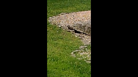 Beavis the Beaver vacations at Branson Missouri part 1