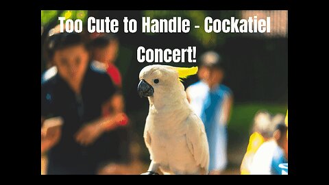 Embrace the Joy of Having a Singing Cockatiel