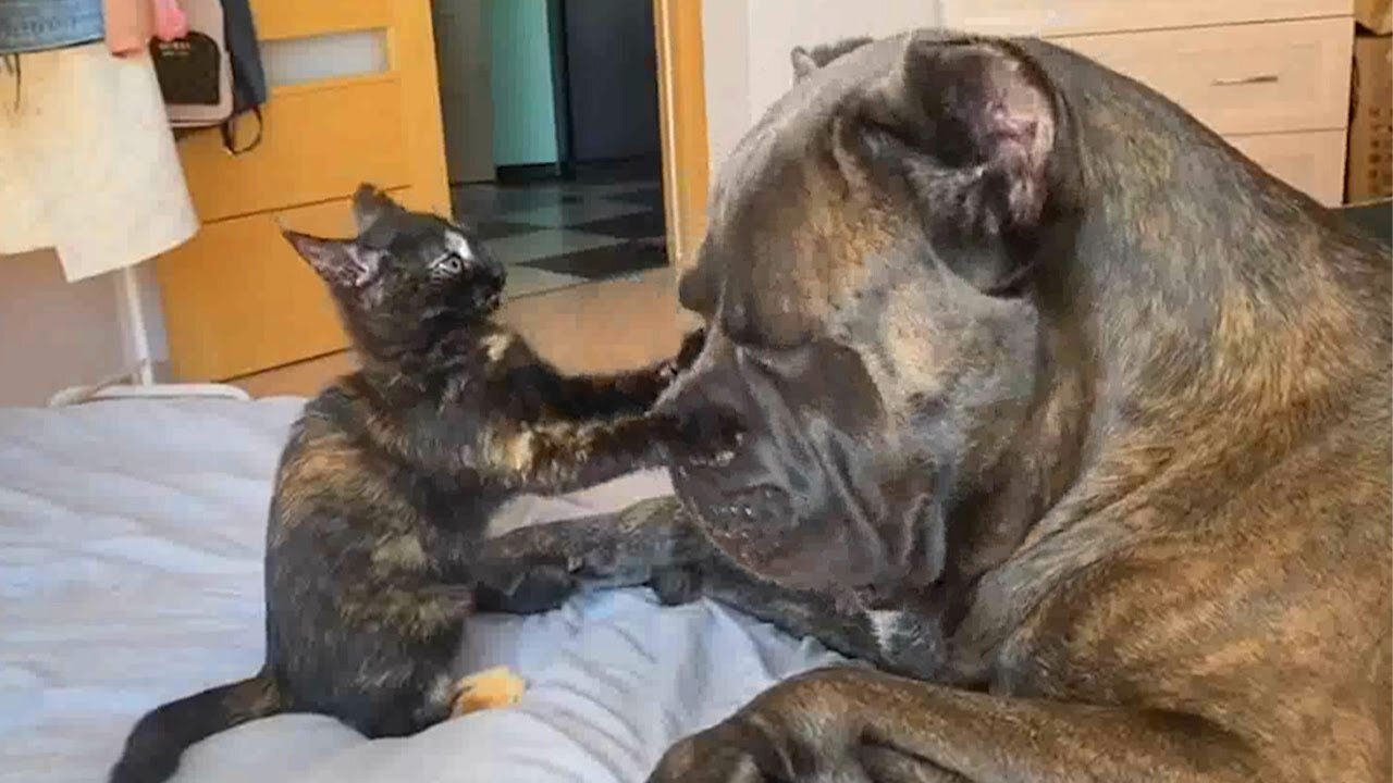 LAUGH OUT LOUD at These HILARIOUS Dog and Cat Moments! 😹🐶