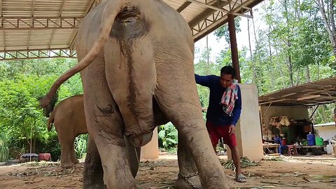 ช้างท้องแรกคลอดลูก (มารีน่า) elephant giving birth #elephants