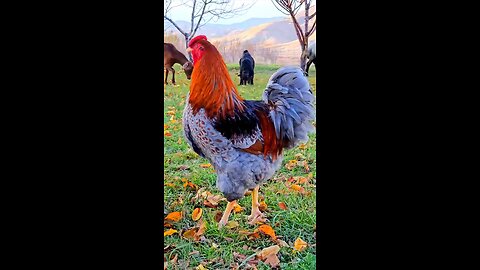 special chicken