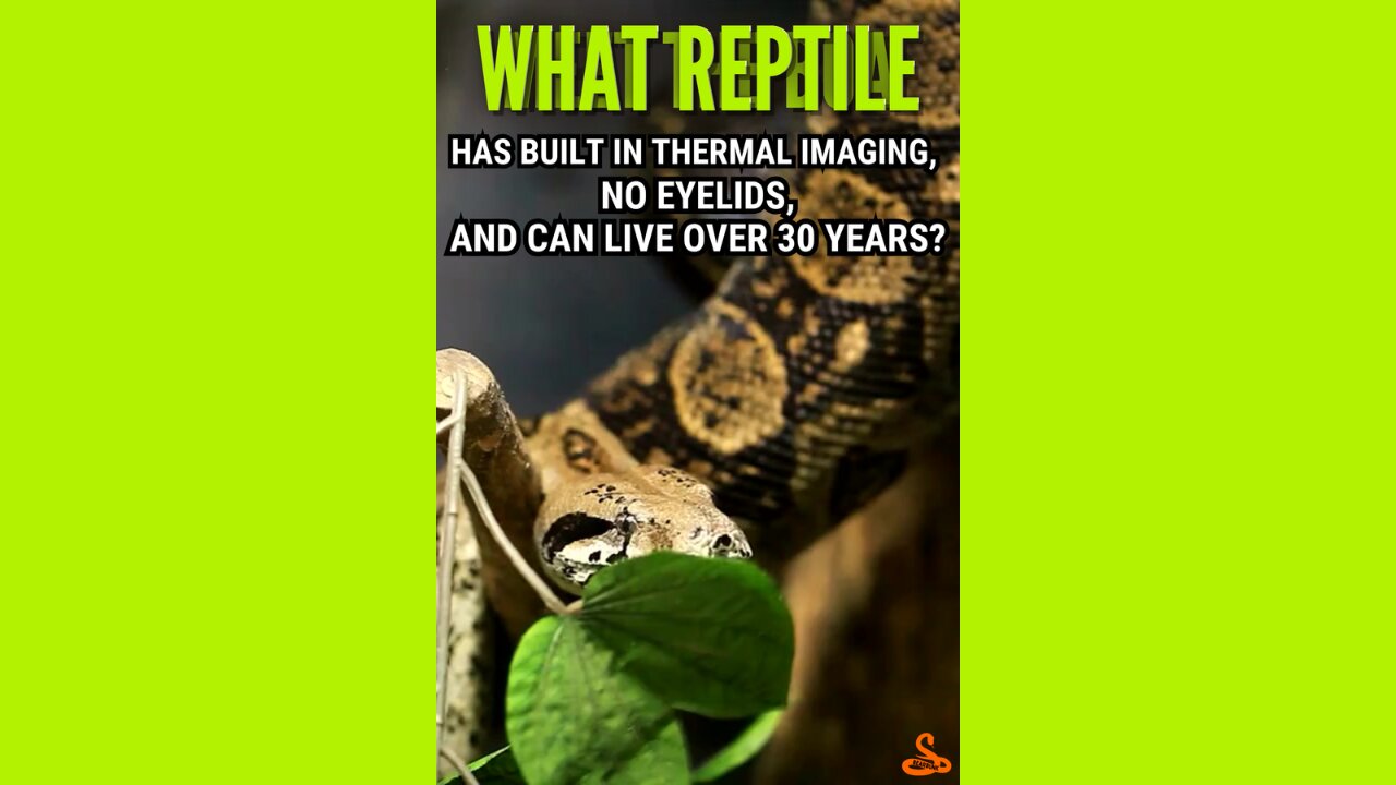 What Reptile Has Built In Thermal Imaging No Eyelids And Can Live Over 30 Years? #wildlifefacts