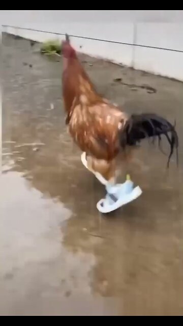 You could watch this forever!