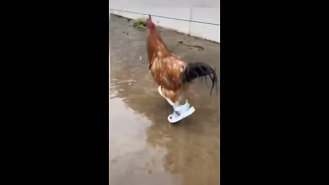 You could watch this forever!