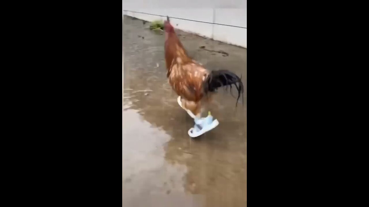 You could watch this forever!