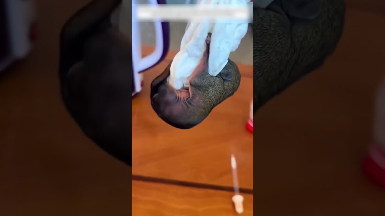 Squirrel fell out of the nest and the guy saved his life