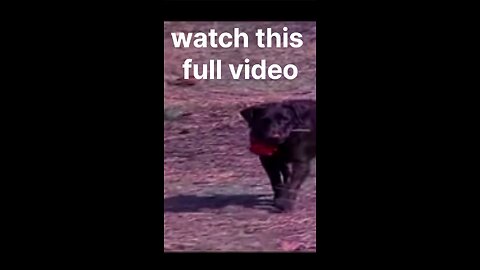 Dog praying for his owner very sad story.😭😓
