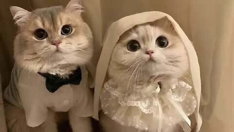 cute and funny cats and pets😂