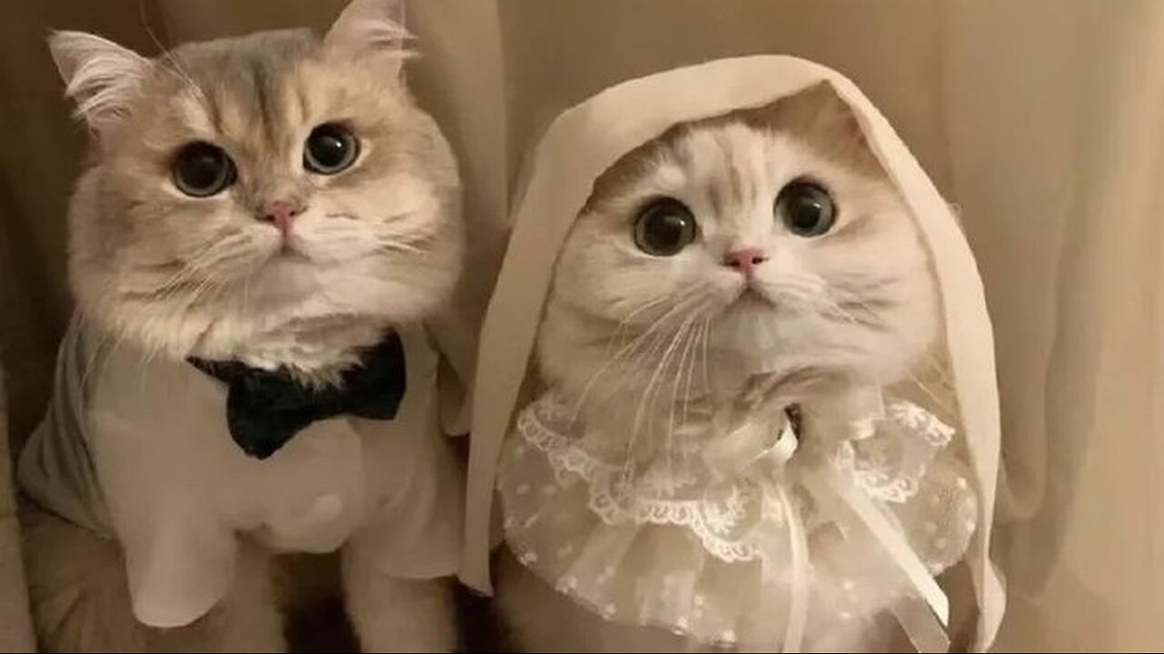 cute and funny cats and pets😂