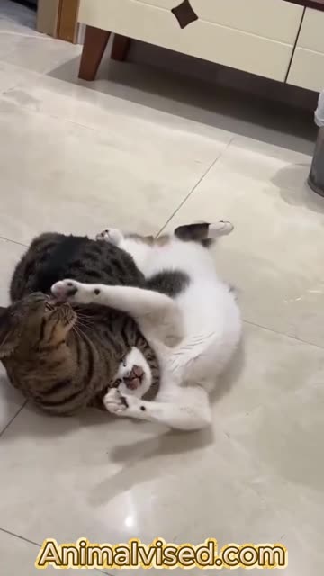 Cat WWE 🥊 Perfect Body Technique Part 2 | Funny & Amazing Cat Fight