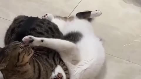 Cat WWE 🥊 Perfect Body Technique Part 2 | Funny & Amazing Cat Fight